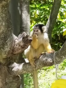 大牟田市動物園リスザル