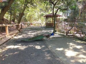 大牟田市動物園の園内